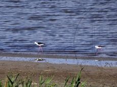 Ходулочник_1